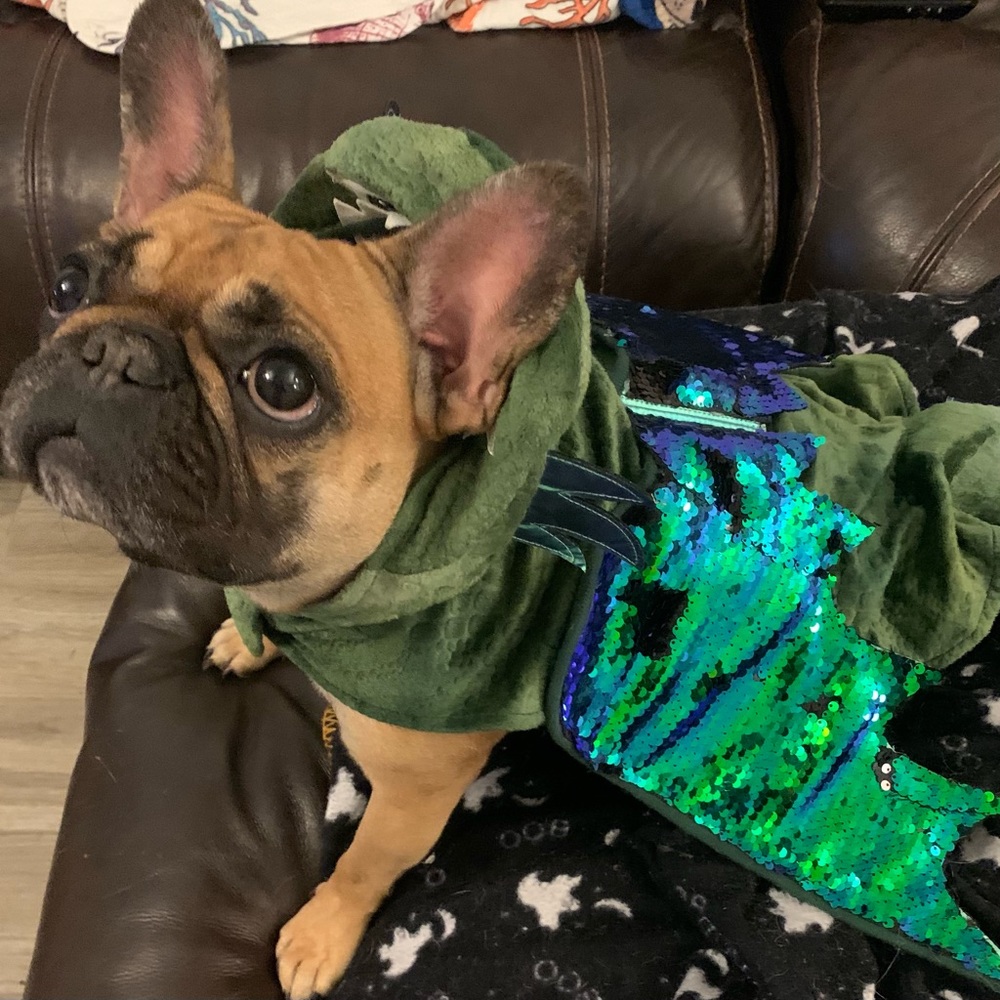 Dragon costume for dogs